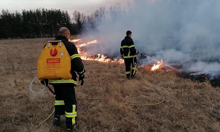 Intervencijom vatrogasaca spašeno 40-ak napuštenih pasa