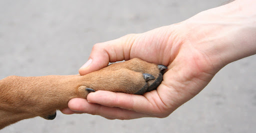 Veterinar otkriva šta ljubimci prije eutanazije panično rade