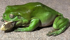 Zelena australijska žaba pojela jednu od najotrovnijih zmija na svijetu