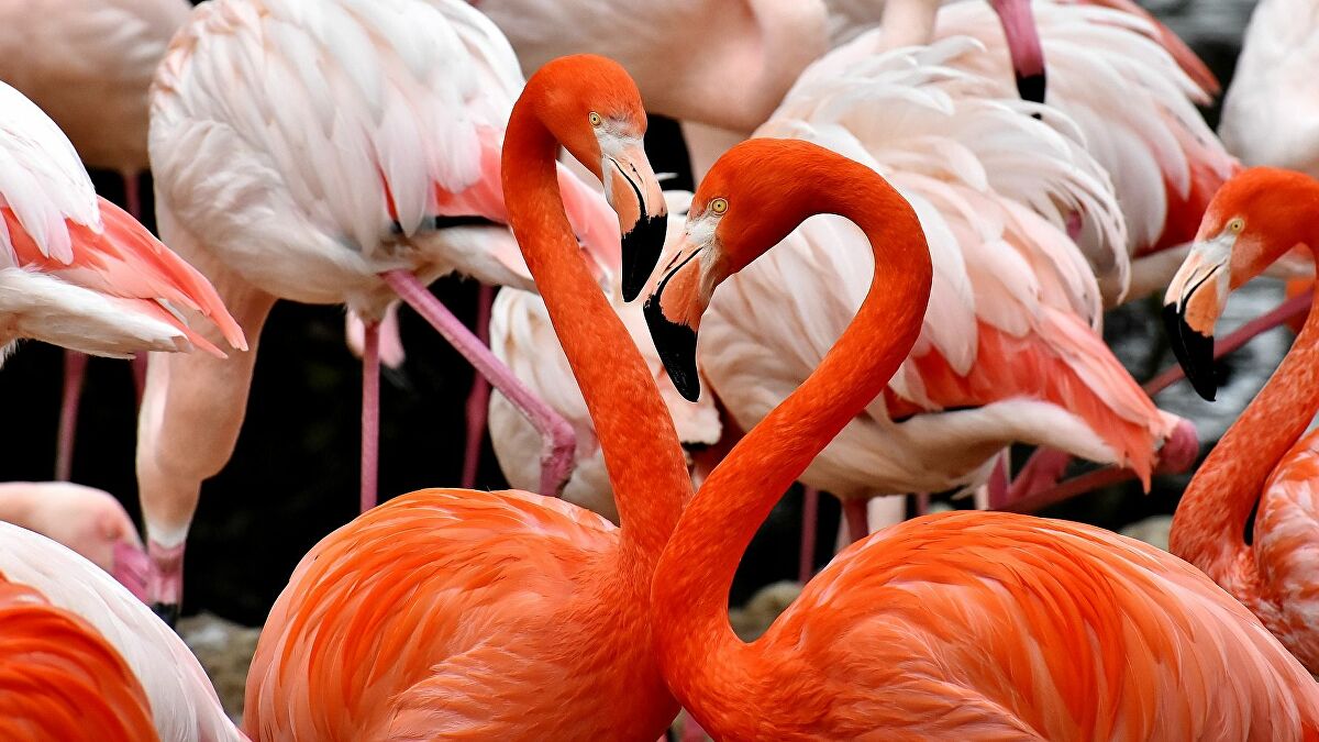 Pogledajte fascinantan način na koji flamingosi hrane svoje mladunče