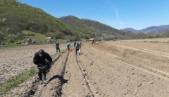 Vakufska direkcija završava sjetvu na 116 hektara vakufskog zemljišta u BiH