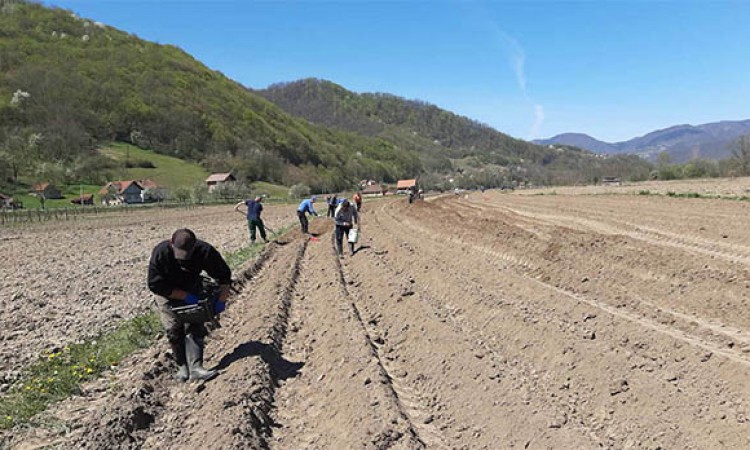 Vakufska direkcija završava sjetvu na 116 hektara vakufskog zemljišta u BiH