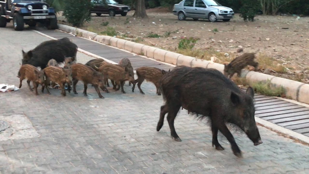 U popularnom ljetovalištu turiste na ulici su zamijenile divlje svinje