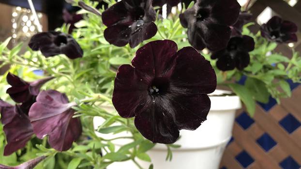 Petunija 'crni velvet': Najcrniji cvijet na svijetu osvaja svakoga