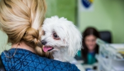 Dogs Trust: Nakon ublažavanja mjera počinje otvaranje ranije suspendovanih programa