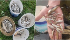 Građani ogorčeni: Zabilježen pomor ribe u Živinicama