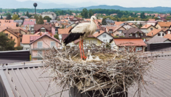 Najljepša ljubavna priča snimljena u Živinicama