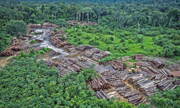 Kriminalna grupa posjekla 9.000 stabala starijih od 100 godina