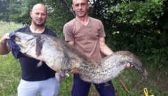 Na pileću jetricu ulovio soma grdosiju od 45 kilograma