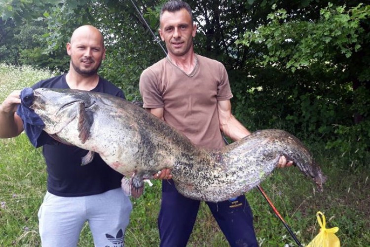 Na pileću jetricu ulovio soma grdosiju od 45 kilograma