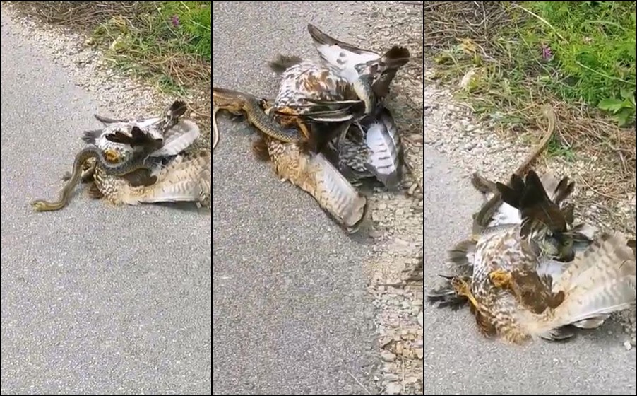 Lovci iz BiH snimili borbu jastreba i zmije