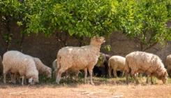 Koronavirus uticao i na tradiciju žrtvovanja kurbana u Crnoj Gori