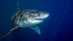 Dramatično upozorenje: U Jadranu živi 36 ugroženih vrsta morskih pasa i raža