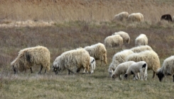 Lažni veterinari uzeli ženi novac od prodaje janjadi