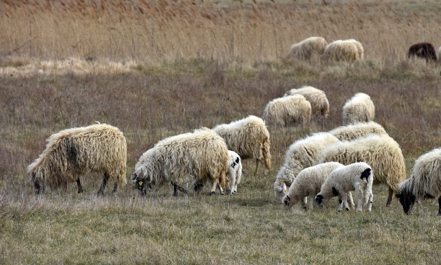 Lažni veterinari uzeli ženi novac od prodaje janjadi