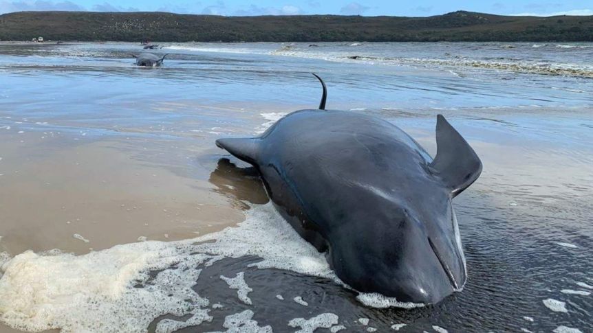 Australija: Uginulo najmanje 380 nasukanih kitova