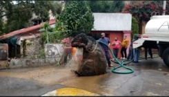 Čistili kanalizaciju pa pronašli ogromnog "štakora" koji je nestao prije nekoliko godina