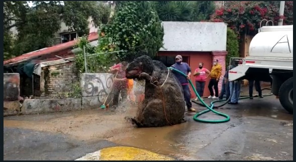 Čistili kanalizaciju pa pronašli ogromnog "štakora" koji je nestao prije nekoliko godina