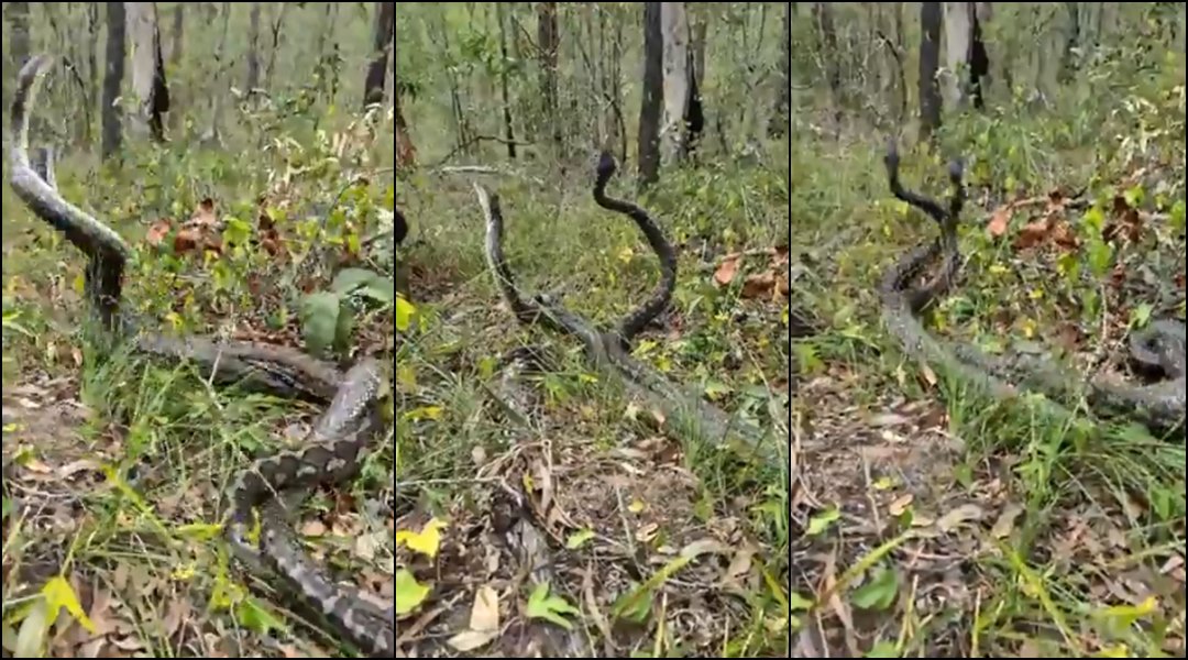 Snimio dva pitona kako se žestoko bore za ženku, stajao je samo par metara od njih