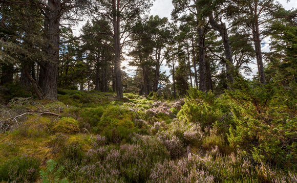 WWF poziva svjetske čelnike da preokrenu gubitak prirode do 2030. godine