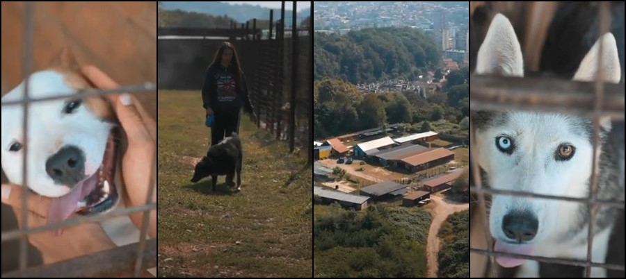 Azil za pse u Tuzli predstavlja svijetlu tačku u BiH