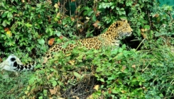 U zagrebački ZOO stigla kineska leopardica