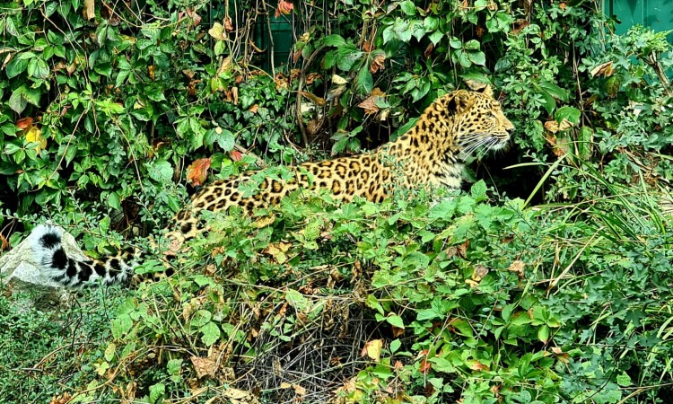 U zagrebački ZOO stigla kineska leopardica