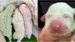 Neobičan, ali sladak fenomen: Rođen psić s krznom sasvim drugačije boje