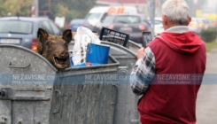 Nesvakidašnji prizor u Banjaluci: Glava vepra izvirila iz kontejnera