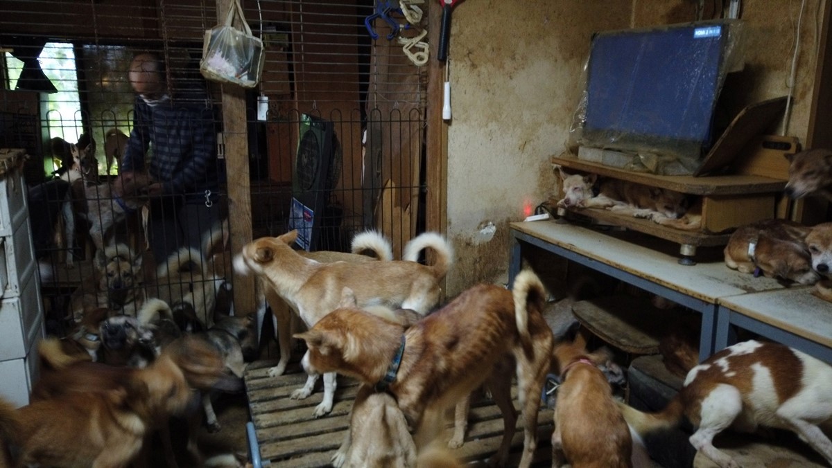 Japan: Bračni par u maloj kući živio sa 164 psa