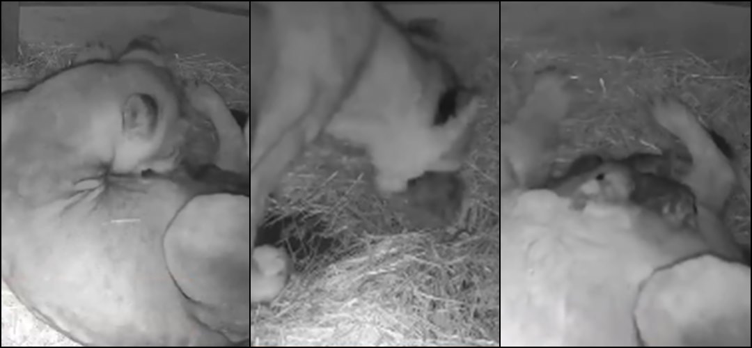 Pogledajte nevjerovatan snimak rođenja tri lavića u Holandiji