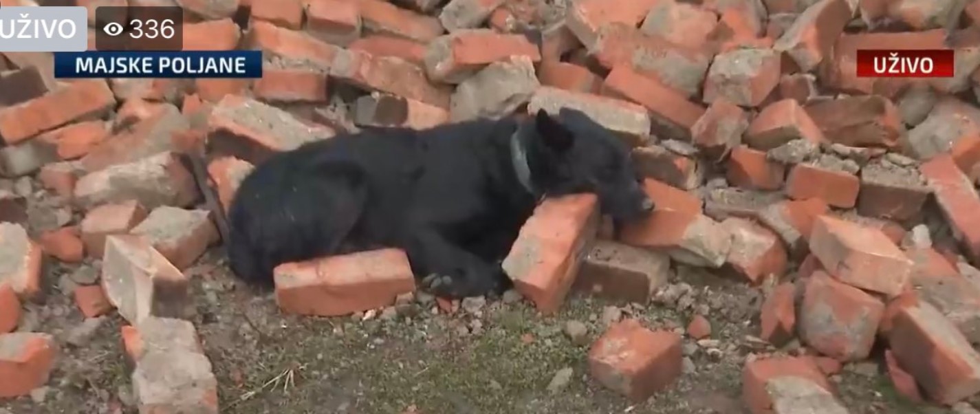 Pas čuva kuću u Majskim Poljanama. Kuću koje više nema