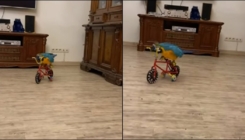 Mali spretni stvor – pogledajte kako ovaj papagaj vozi bicikl