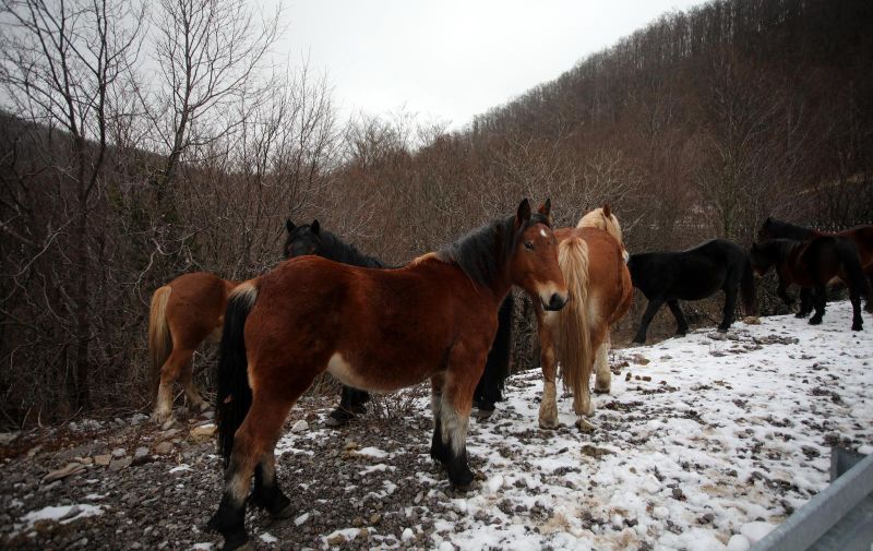 Neko vreba okolicom Sunje i puca u konje koji su na ispaši, dosad ih je ubio osam