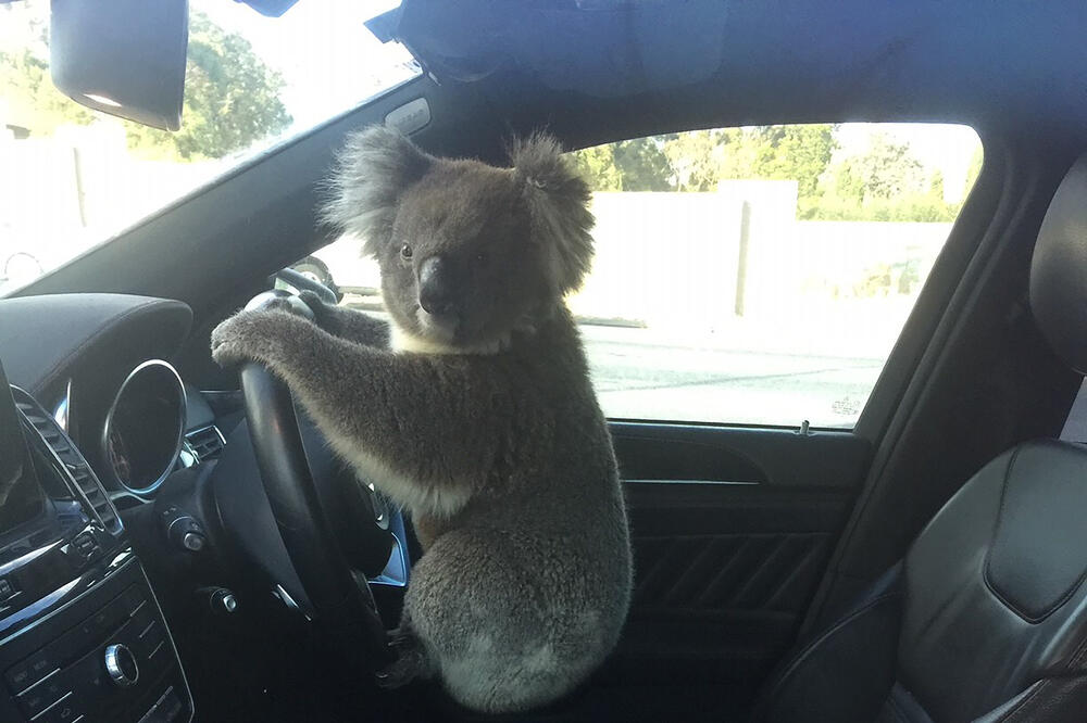 Australija: Spašena koala koja je izazvala sudar na autoputu, sjela i za volan