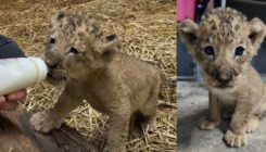 Rođen Simba – prvi lavić u zoo vrtu u Singapuru nastao vještačkom oplodnjom