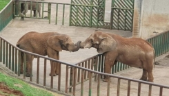 Slonica usmrtila španskog čuvara zoološkog vrta udarcem surlom