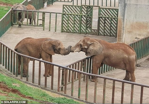 Slonica usmrtila španskog čuvara zoološkog vrta udarcem surlom