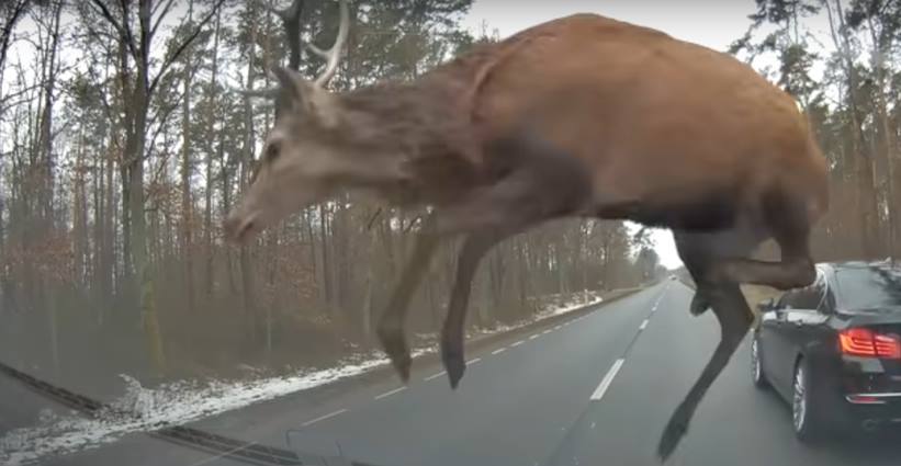 Pogledajte nevjerovatan bliski susret BMW-a i skupine jelena u trku