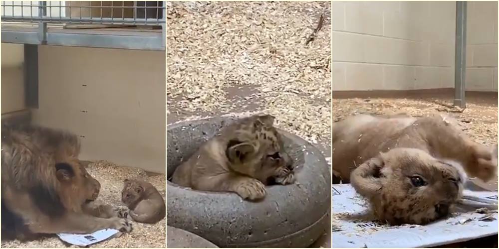 Pogledajte prvi susret tate i bebe lavića u zoološkom vrtu