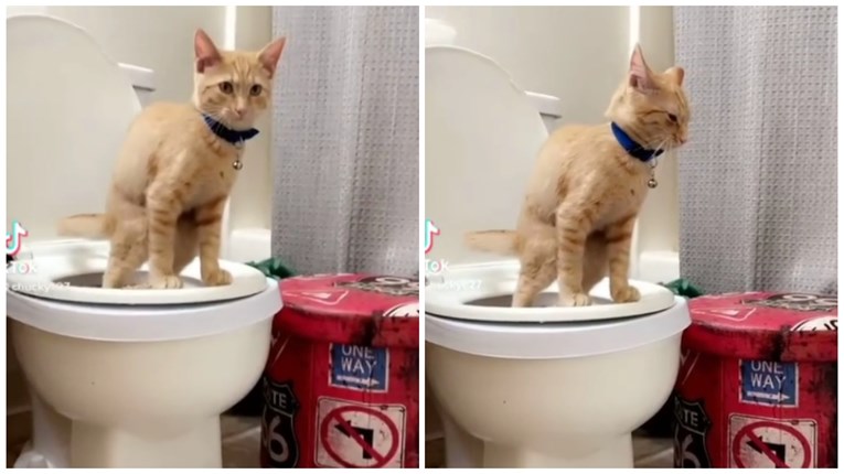 Počeo je mlad pa je bilo puno lakše: Vlasnica otkrila kako je naučila mačka koristiti WC školjku
