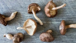 Shiitake gljive štite imunitet i imaju brojne dobrobiti