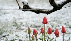 Snijeg pada od ranog jutra: Aprilska zima stigla u Hrvatsku