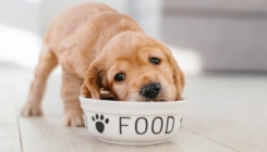Ni slučajno: Namirnice kojima ne smijete hraniti svog psa