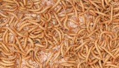 Korištenje kukaca za alternativni izvor proteina: Ličinke odobrene u EU kao 'sigurne za jelo'