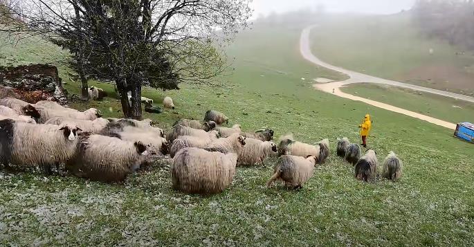 Zbogom pastiri, stižu dronovi za nadzor stoke