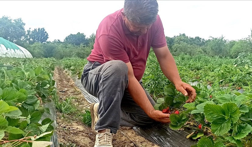 Katastrofalna sezona za proizvođače jagoda u čelićkom kraju