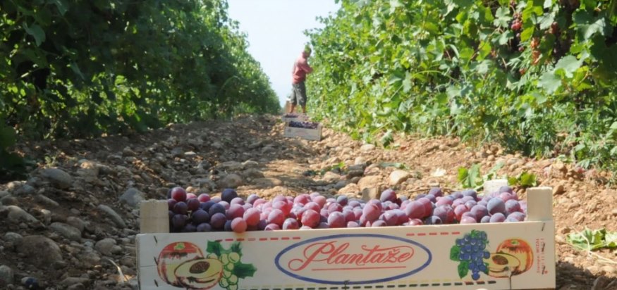 Radnici crnogorskih 'Plantaža' na štrajku zatražili plate i smjene nadređenih