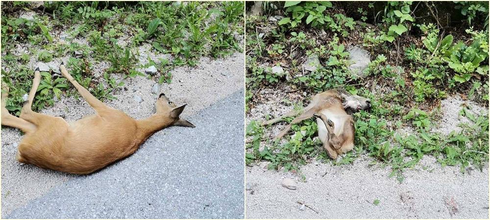 Vozač usmrtio srnu i lane na putu kroz Nacionalni park "Sutjeska"