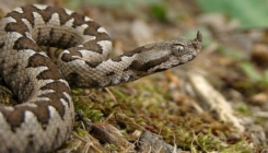 Ovi mirisi mogu privući zmije u vaše dvorište
